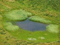 Grünleuchtende Tümpelumrahmung